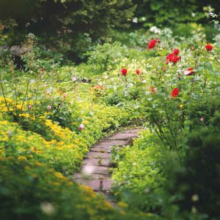 Evermore London Venus candle Mood floral garden bricked pathway